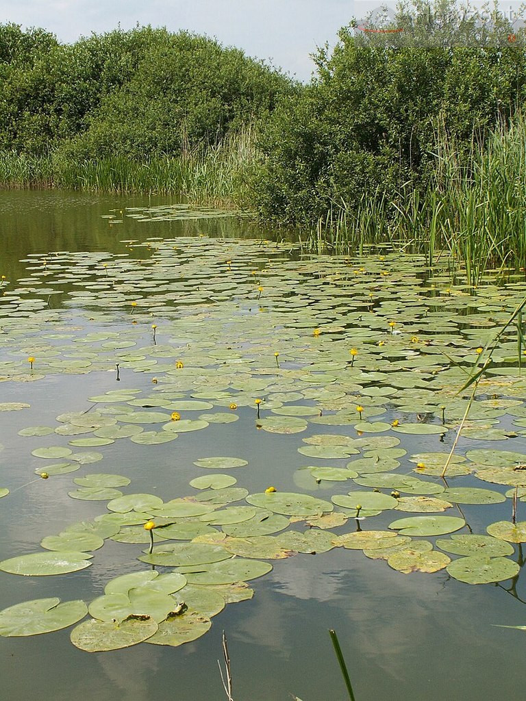 Działka Sprzedaż Giżyn