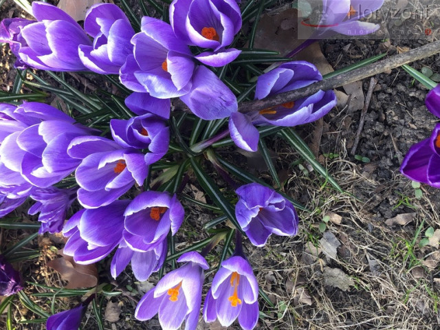 Działka Sprzedaż Szczecin Bezrzecze